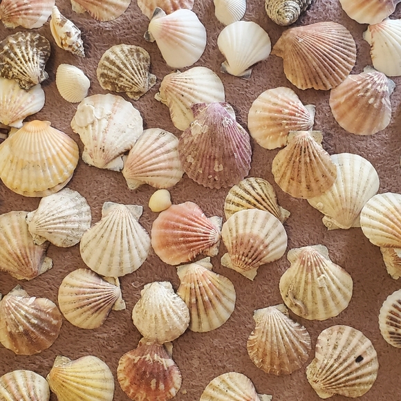 Real sea shells - Picture 10 of 13